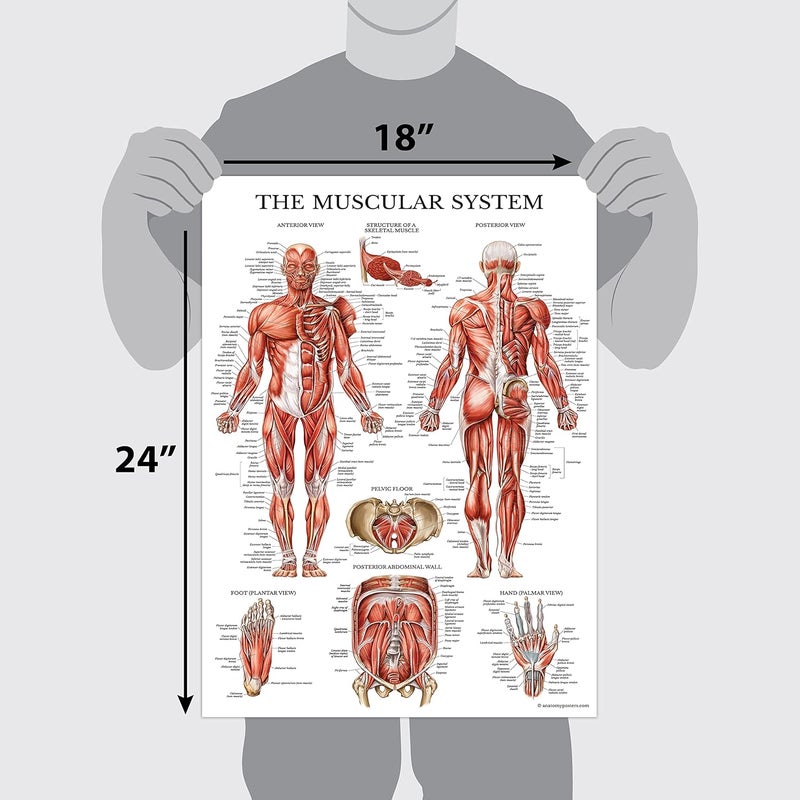 Palace Learning 4 Pack - Anatomical Poster Set - Laminated - Muscular, Skeletal, Ligaments of the Joints, Anatomy of the Spine - Anatomy Chart Set (LAMINATED, 18” x 24”) - Image 2